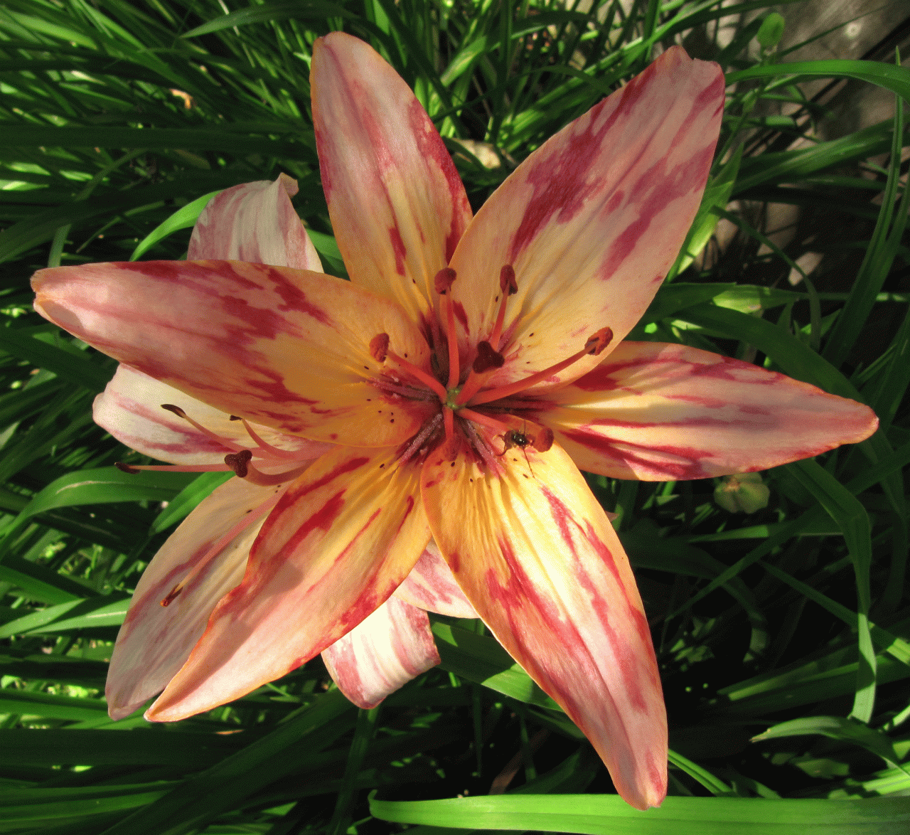 Color Reducing a Design Using Photoshop Elements | Color On Cloth