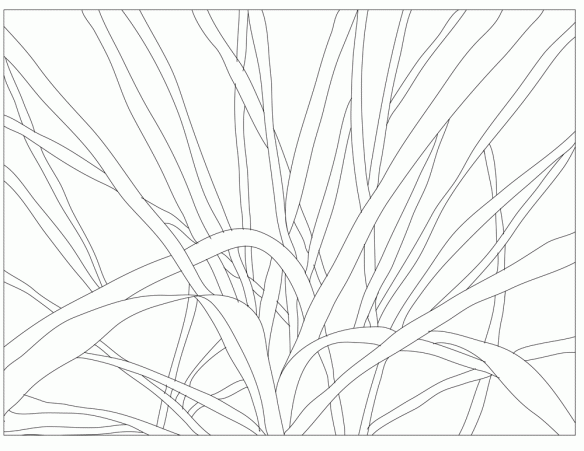 grasses-drawing