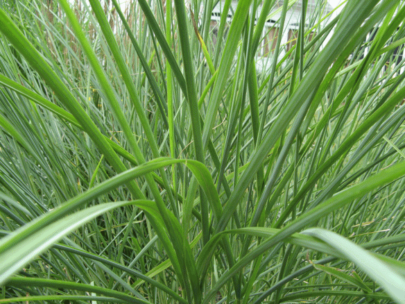 grasses-photo