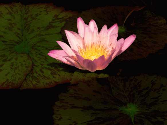 Water-Lily-enhanced-photo