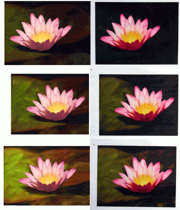 waterlily-comparisons