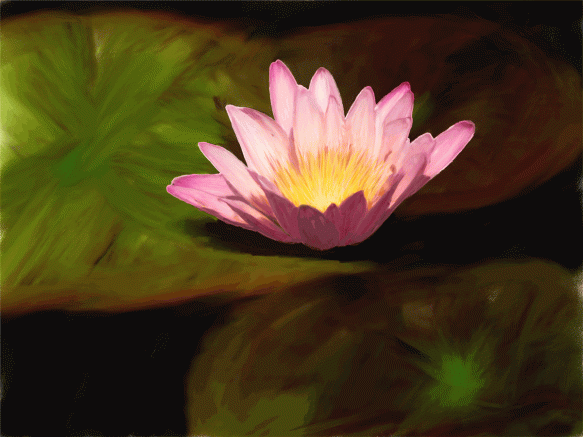 waterlily-painter
