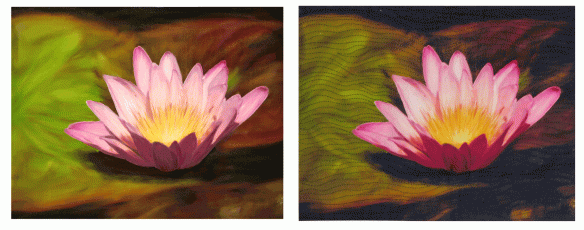 waterlily-v4-comparison