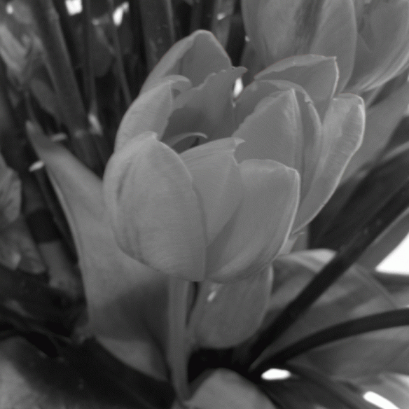 tulip-bw
