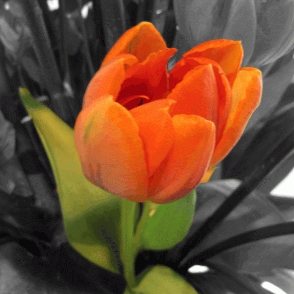 tulip-photo-edited