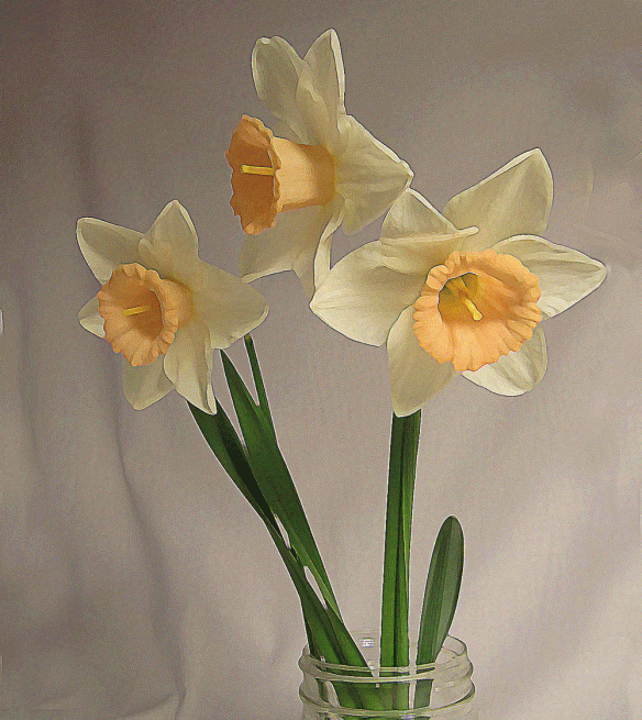 3-daffodils-photo