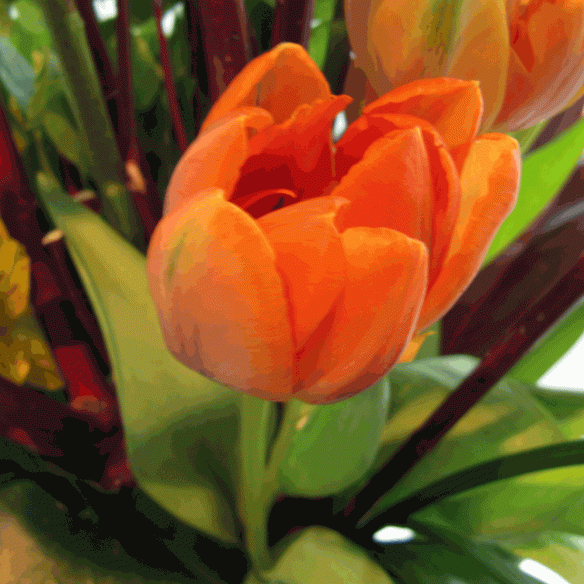 tulip-photo